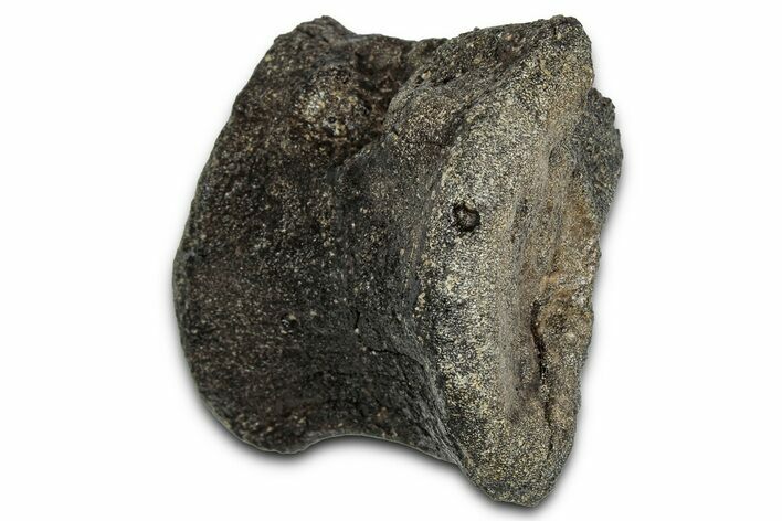 Fossil Theropod Dinosaur (Allosaurus) Caudal Vertebra - Wyoming #357056